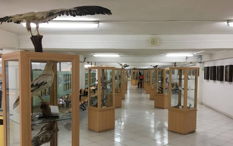 محفظه های شیشه ای برای نمایش پرندگان در موزه