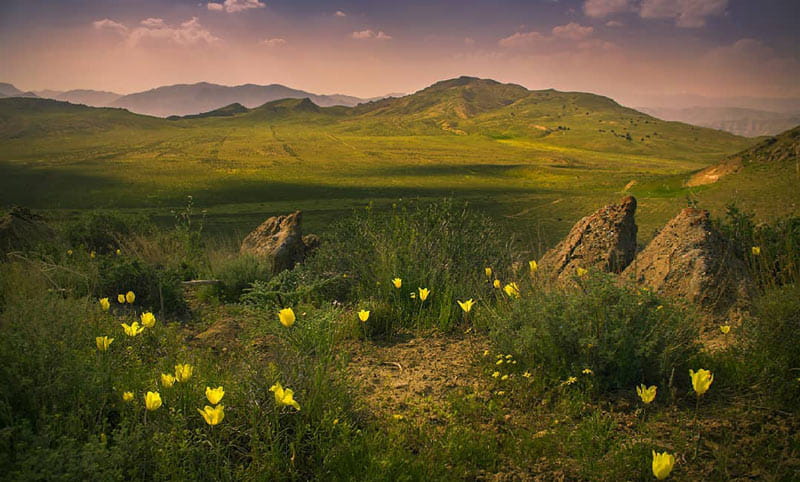 دشت سرسبز با گل های زرد در جوار کوه در سیمین دشت فیروزکوه