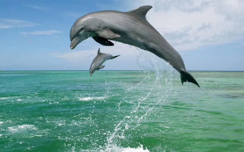 دلفین ها در قشم