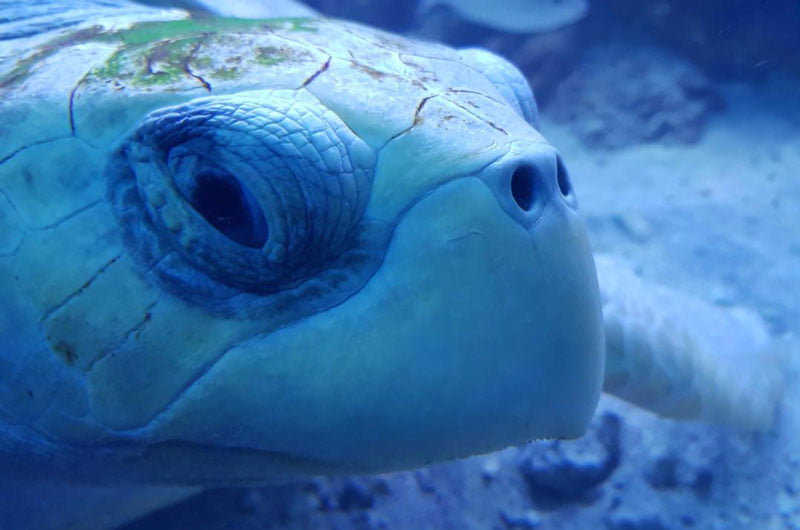 گونه‌ای لاک‌پشت در آکواریوم کیش