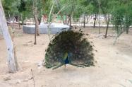 طاووس باغ پرندگان در پارک دلفین های کیش