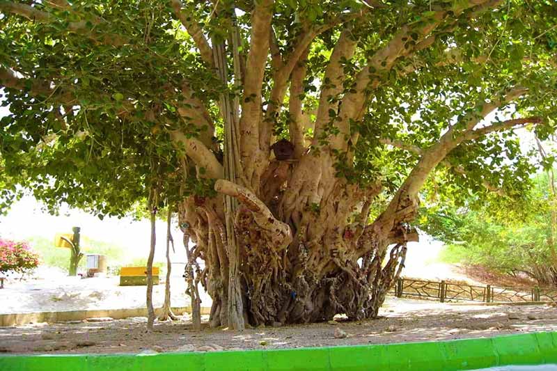 درخت انجیر معابد در جزیره کیش