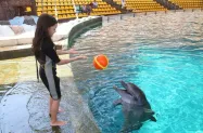 بازی کودکان و دلفین ها در پارک دلفین های کیش