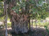 درخت انجیر معابد کهنسال کیش
