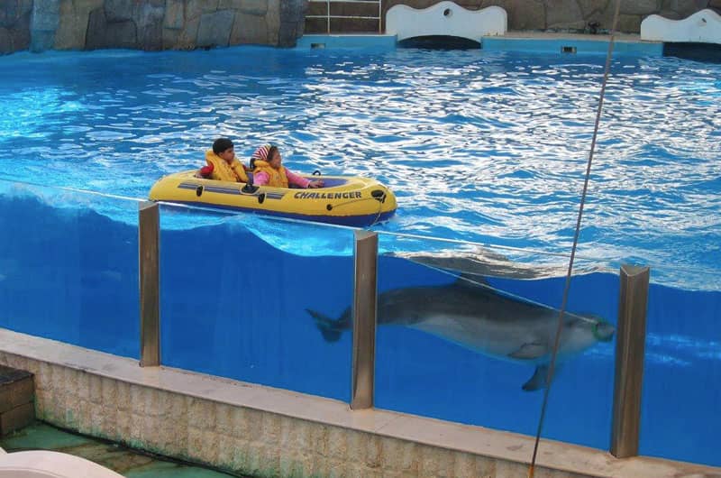 قایق سواری توسط دلفین‌ها در پارک دلفین های کیش