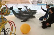 آموزش دلفین‌ ها توسط مربیان ماهر در پارک دلفین‌های کیش