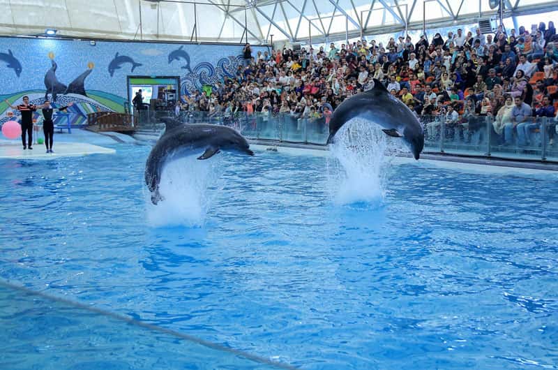 بازدیدکنندگان پارک دلفین های کیش