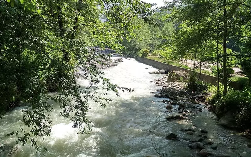 رودخانه ای پرآب در حال عبور از میان درختان