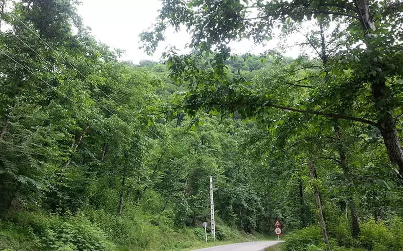 عبور جاده از منطقه ای جنگلی