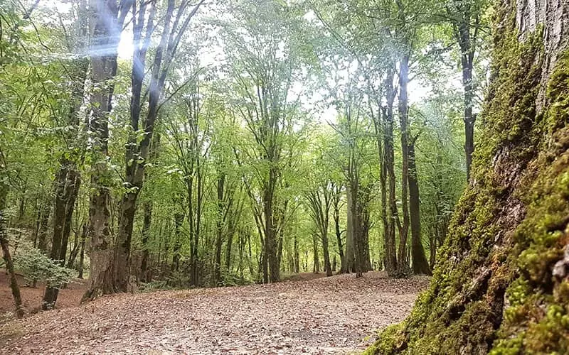 تلالو خورشید از میان درختان جنگل