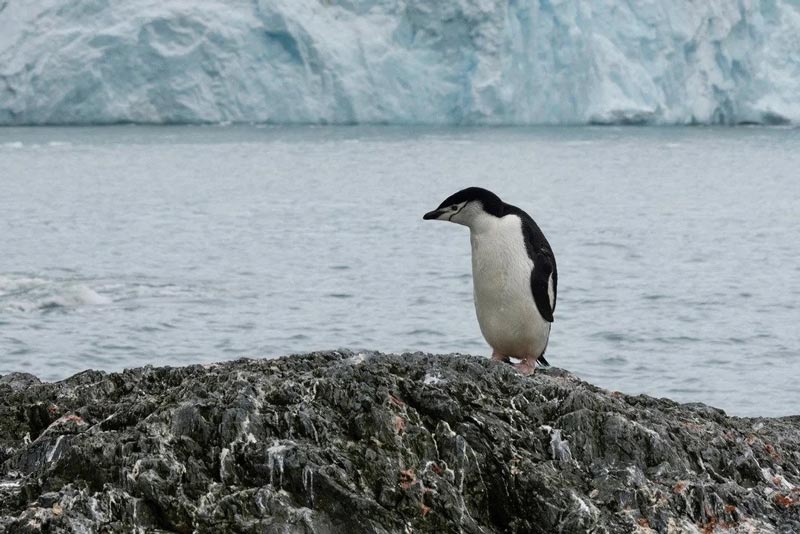 پنگوئن‌ها در جزایر قطب جنوب