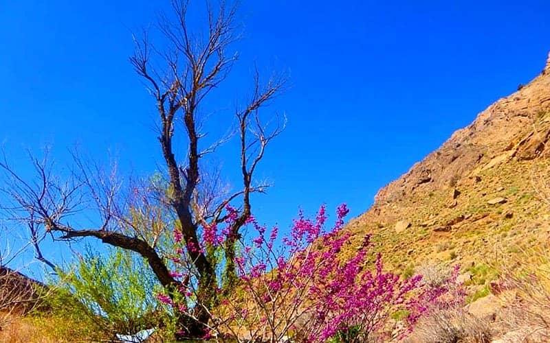 درختی با گلهای بنفش در کنار کوه
