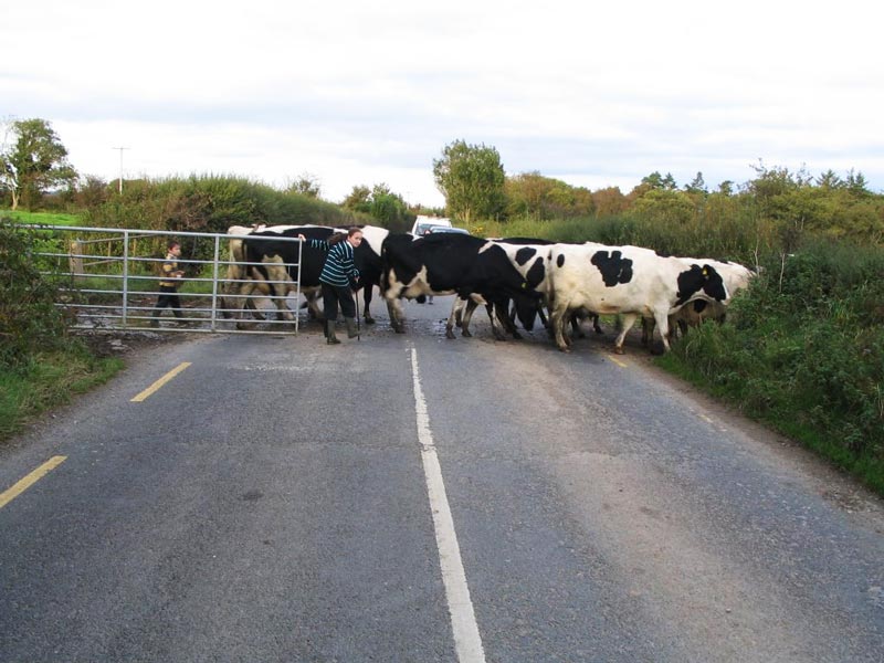 عبور گاو از جاده‌های ایرلند