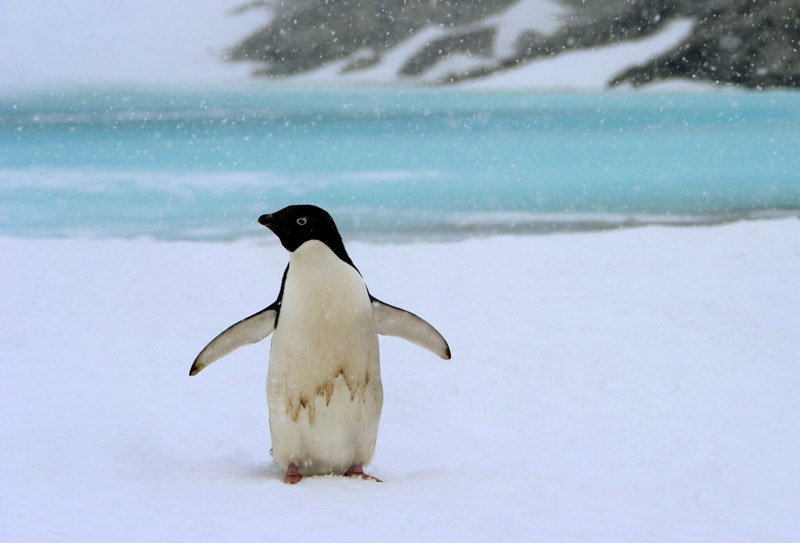 پنگوئنی در قطب جنوب