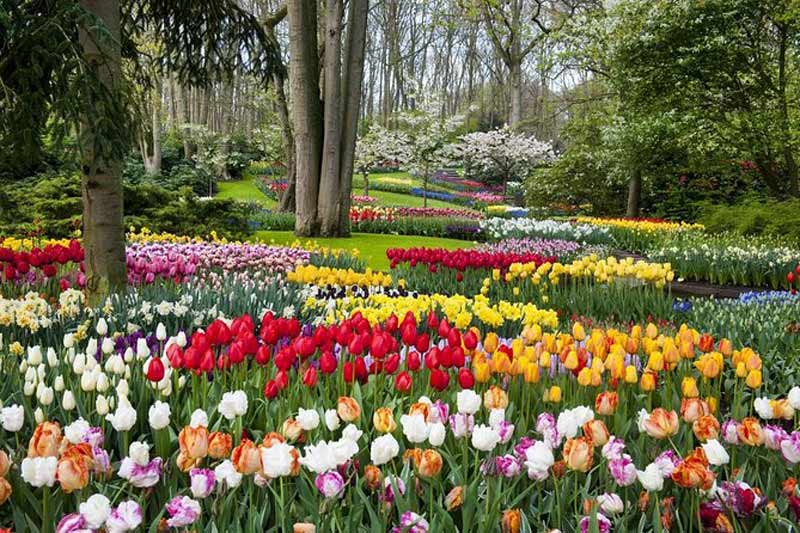 باغ پر از گل در هلند با گل های رنگارنگ بهاری