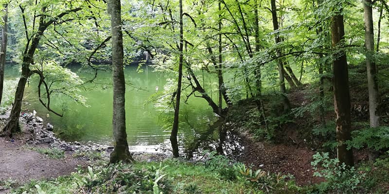 دریاچه ای سبزرنگ در احاطه درختان