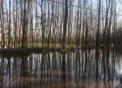 درخت‌های دریاچه سراوان بدون برگ در زمستان