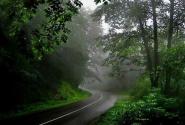 جاده تاریک شده از پوشش درختان در جنگل عباس آباد