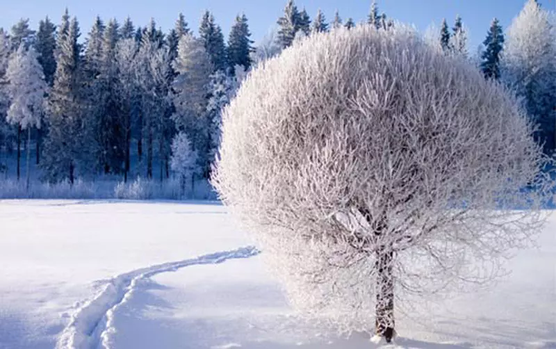 منظره درخت پوشیده از برف در زمستان