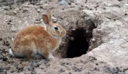 لانه خرگوش حیات وحش چیتگر