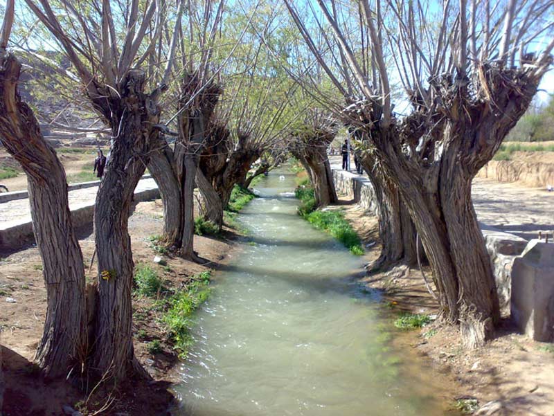 درخت های حرس شده در منطقه غربالبیز یزد