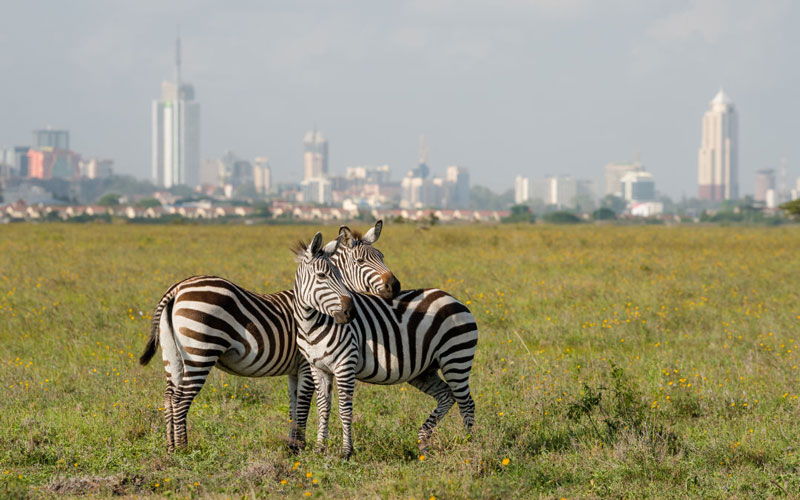 گور خرها در حاشیه مناطق شهری کنیا