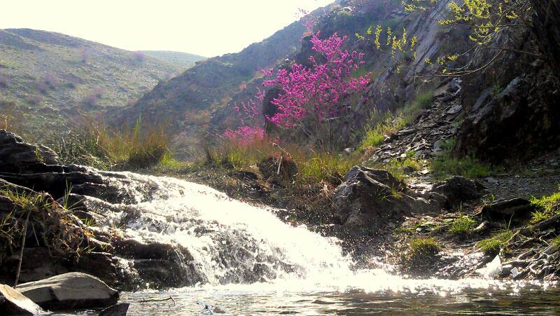 رودخانه پنج دره طرقبه در مسیر دره ارغوان