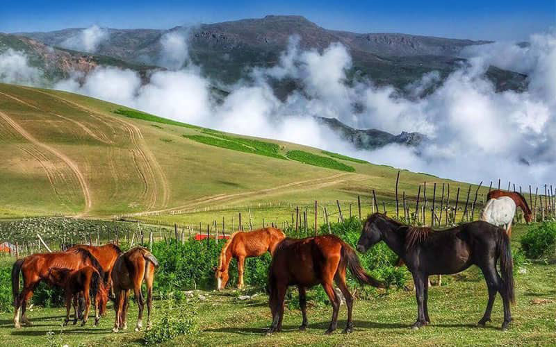 اسب های وحشی قهوه ای در ارتفاعات ییلاق سوباتان