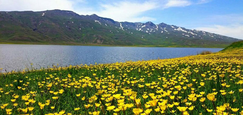 گل های زرد بهاری در اطراف دریاچه نئور