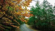 درختان پاییزی در جاده اسالم به خلخال
