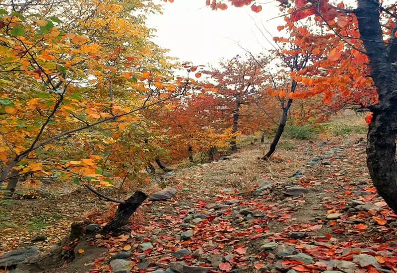 پاییز رنگارنگ در روستای افجه