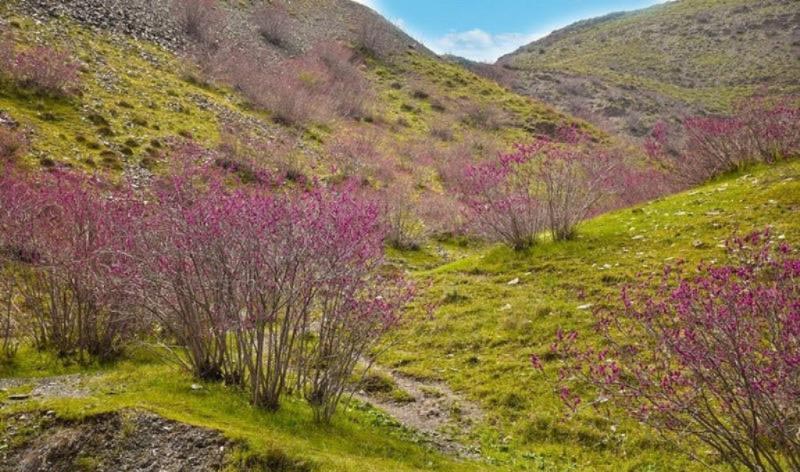 ره ارغوان مشهد در فصل بهار با گل های ارغوانی