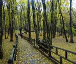 مسیر چوبی النگدره در فصل پاییز