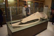استخوان حیوان عظیم الجثه در موزه پارک ملی بمو
