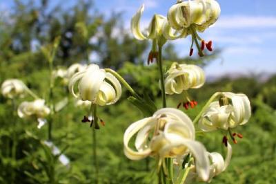 گل سوسن چلچراغ داماش، گلی که تنها در ایران می‌روید