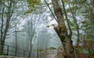 هوای مه آلود در پارک جنگلی