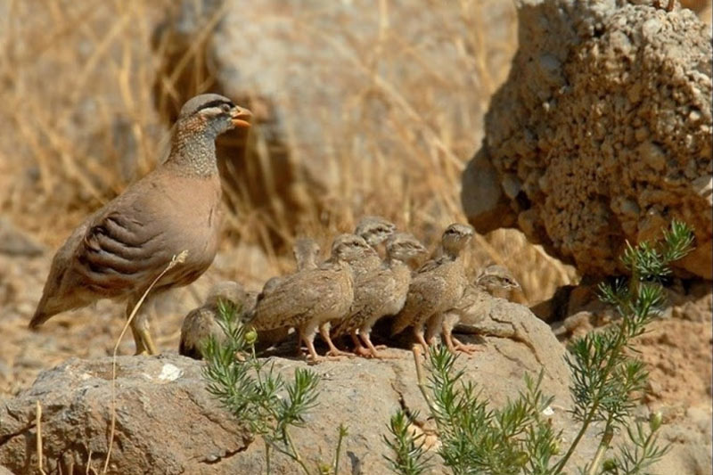 پرندگان در پارک ملی بمو