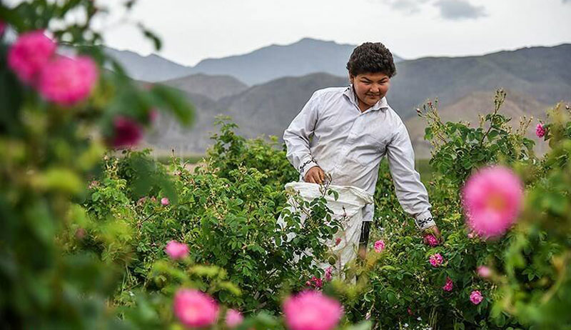 نوجوان کشاورز کاشانی در مزارع گل سرخ