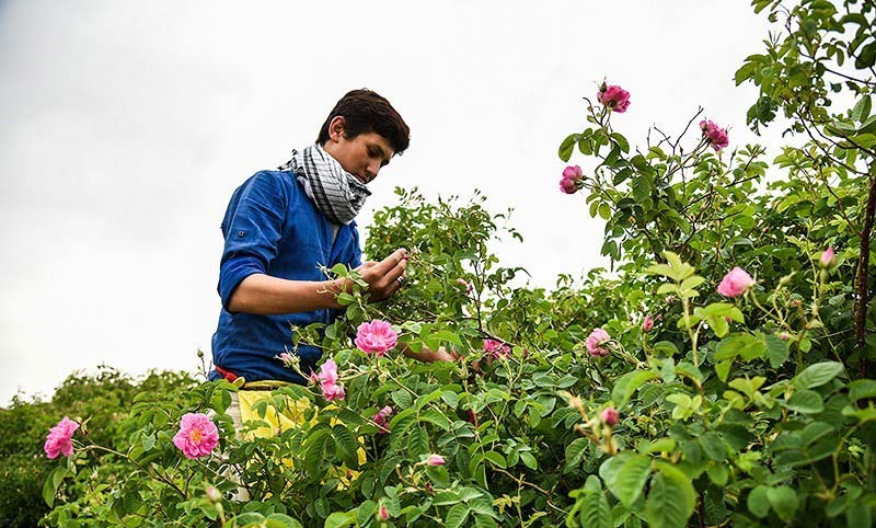 کشاورز در مزرعه گل محمدی در حال برداشت گل سرخ