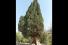 درخت سرو کهنسال منج