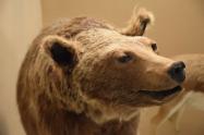 خرس تاکسیدرمی شده در موزه پارک ملی بمو