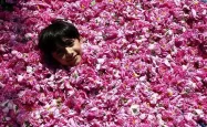 کودک خوابیده میان گلبرگ های گل محمدی