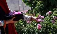 دختر در حال چیدن گل سرخ در مزارع گل محمدی کاشان
