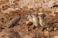 آب خوردن پرندگان پارک ملی بمو