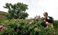 کشاورز کاانی در حال چینش گل های محمدی
