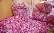 کیسه های پر از گل محمدی در مزارع گل سرخ