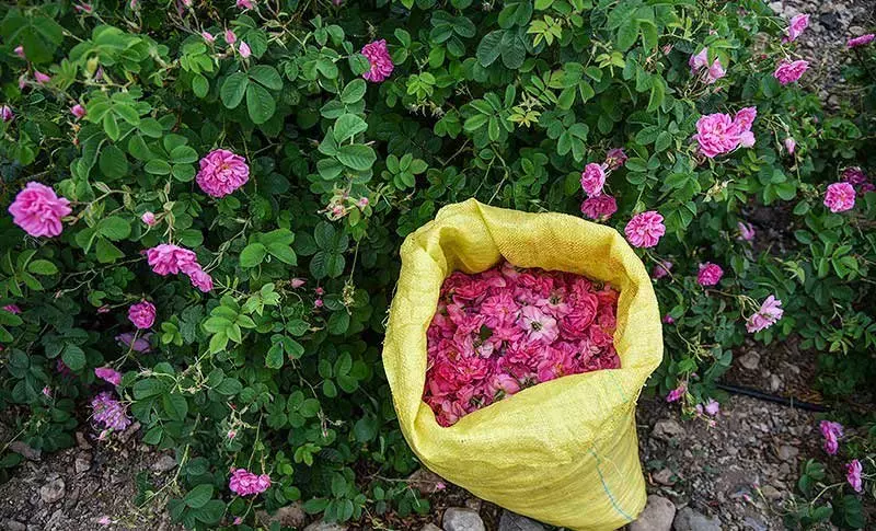 گونی پر از گل محمدی در میان بوته های گل سرخ مزارع کاشان