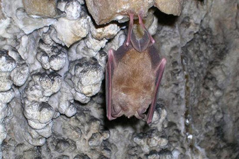 خفاش در غار بیمار آب