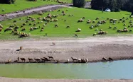 گوسفندان در حال چرا اطراف دریاچه سوها