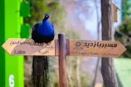 طاووس نر نشسته روی تابلوهای باغ پرندگان اصفهان